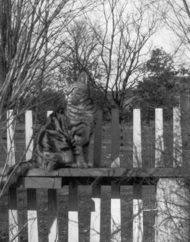L. M. Montgomery’s cat Lucky, Norval – ca. 1930s 