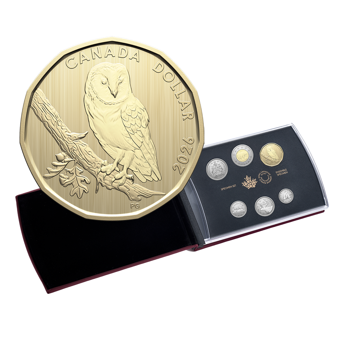 Specimen Set – Barn Owl (2026)